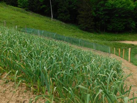 Sirarstvo Secnik (4)